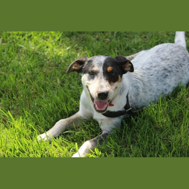 Photo of Bindi *Cat Friendly*