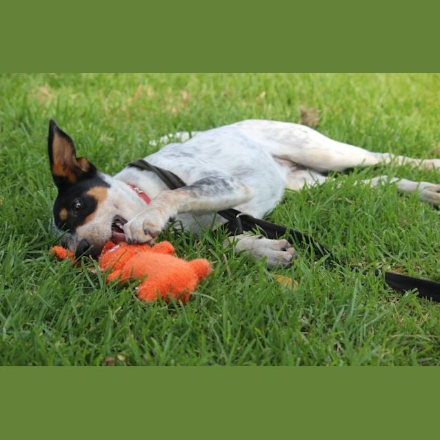 Photo of Bindi *Cat Friendly*