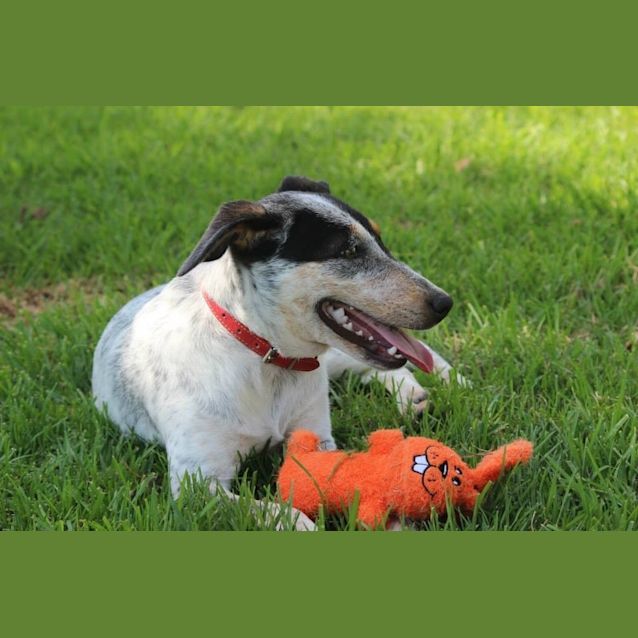 Photo of Bindi *Cat Friendly*