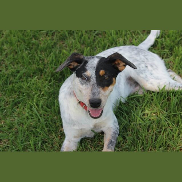 Photo of Bindi *Cat Friendly*