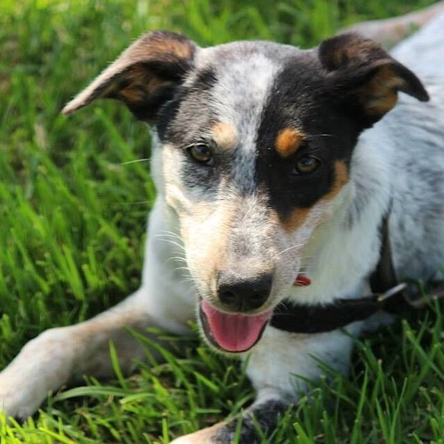 Photo of Bindi *Cat Friendly*