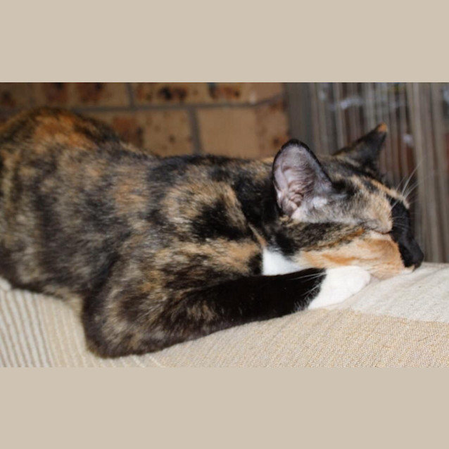 Photo of Cinnamon *Dog Friendly