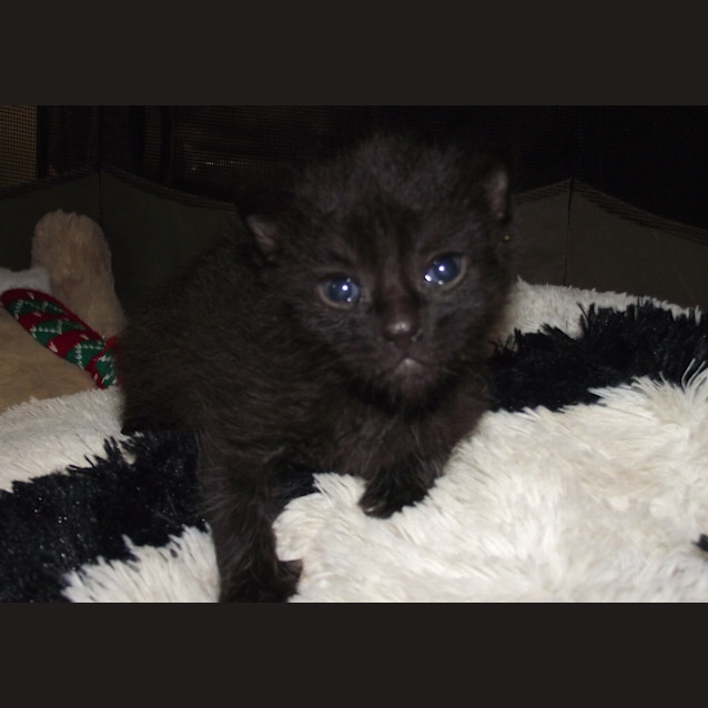 Photo of Lulu