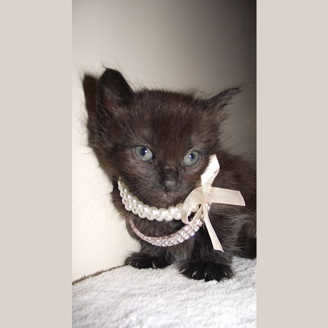 Photo of Luna