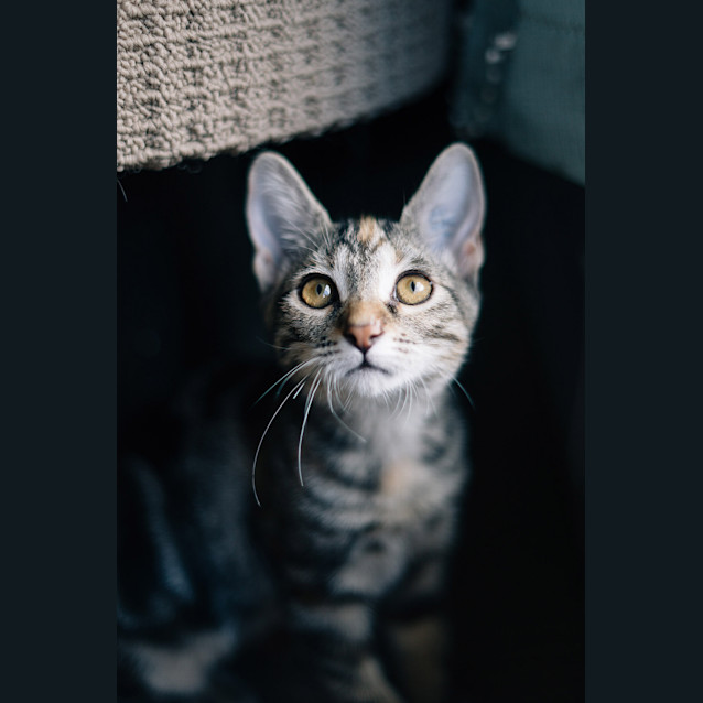 Photo of Pippin