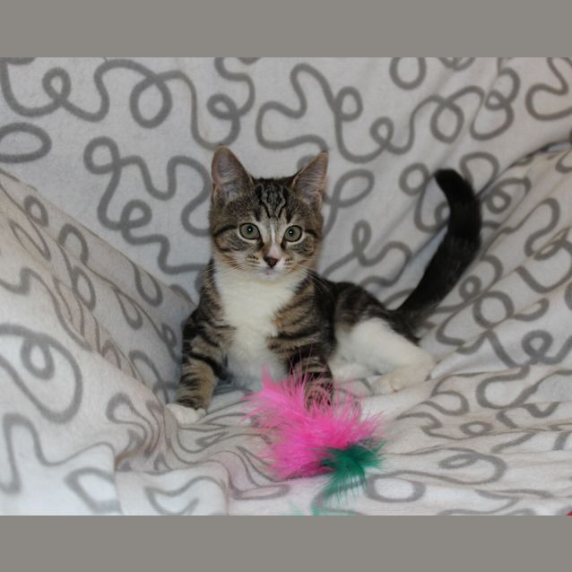 Photo of Betty Boo *Adoption Day** 