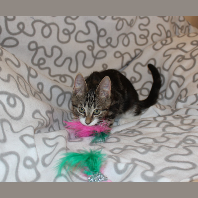 Photo of Popeye **Adoption Day**