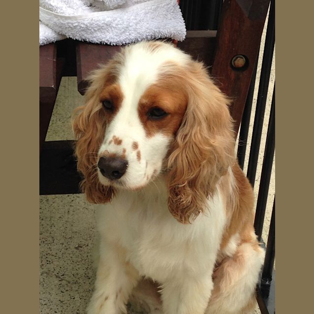 Photo of Jasper Claws N Paws Rescue