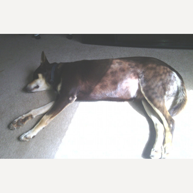 Photo of Mate Aka Charlie