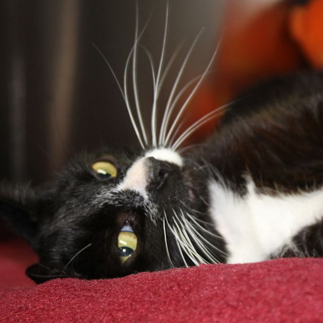 Photo of Penelope