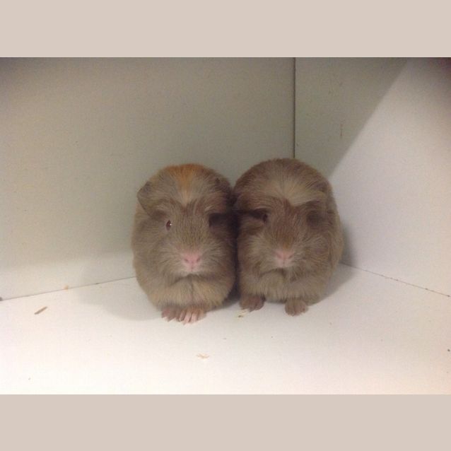 Photo of Lavender & Violet