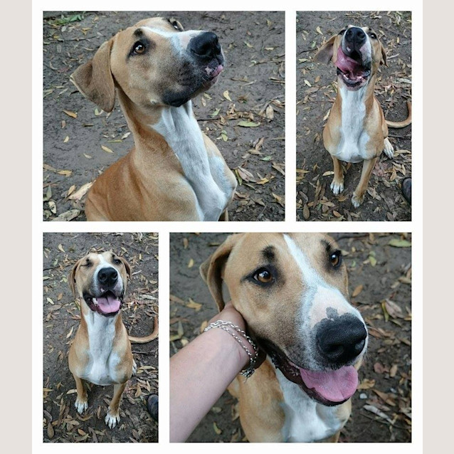 Photo of Ginger