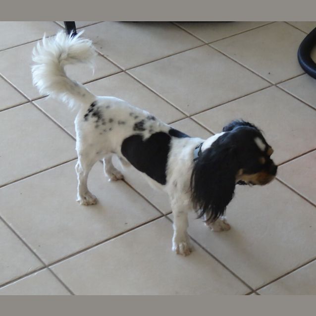 Photo of Milo Dl906