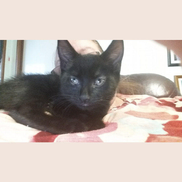 Photo of Merlin **Adoption Day**