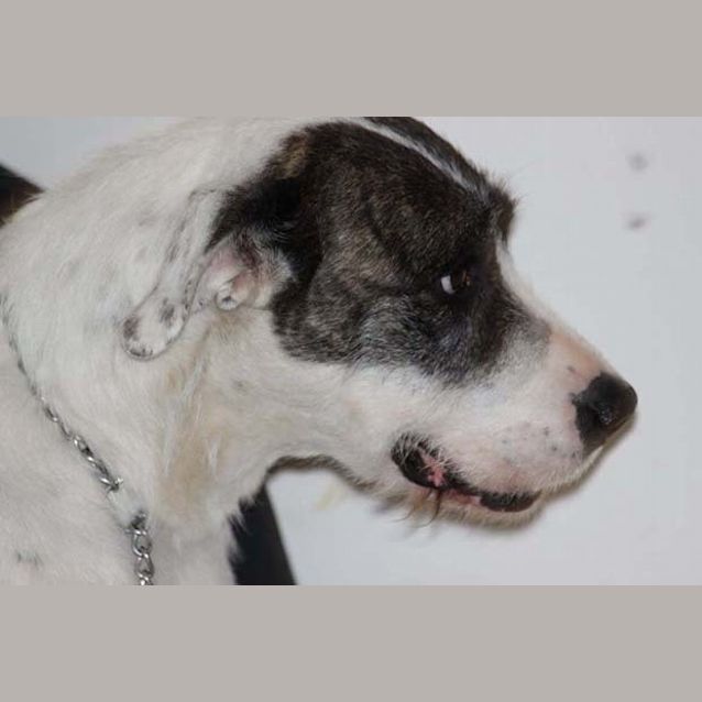 Photo of Mara