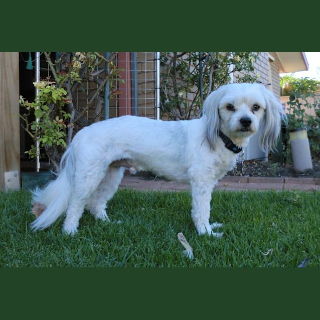 Photo of Charlie *On Trial In His New Home*