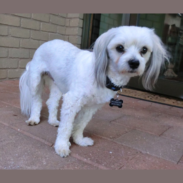 Photo of Charlie *On Trial In His New Home*