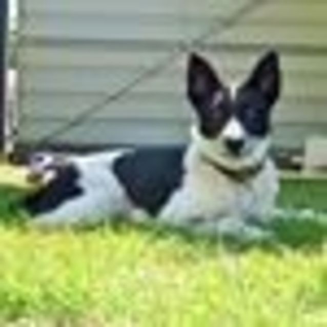 Photo of Maya (Adoption Pending)