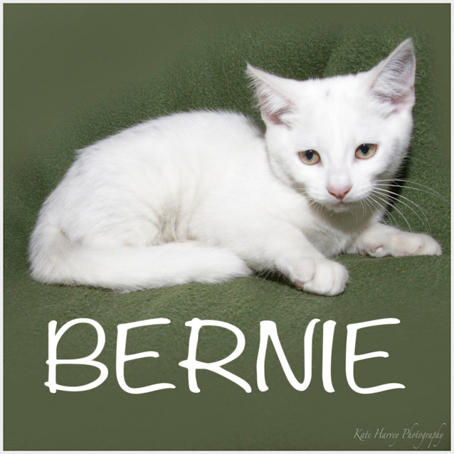 Photo of Bernie