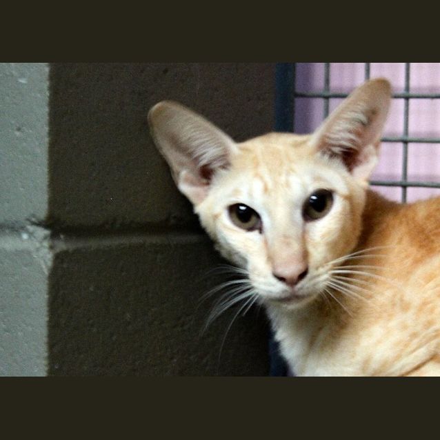 Photo of Chai