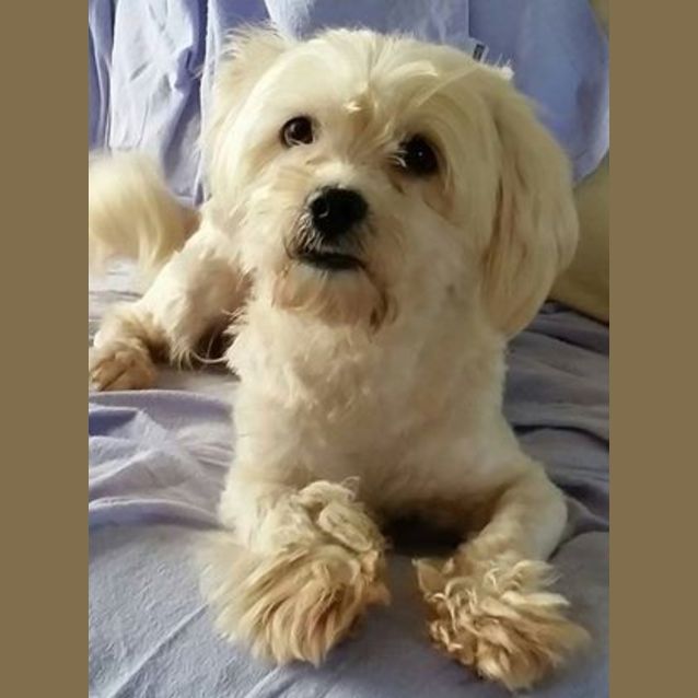 Photo of Alfie (Adoption Pending)