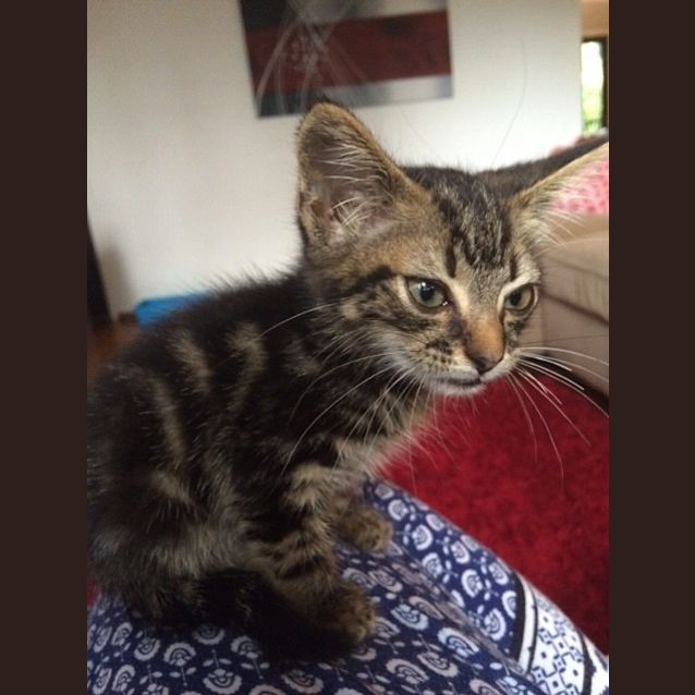 Photo of Willow