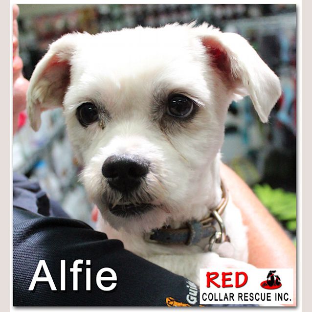 Photo of Alfie (Adoption Pending)
