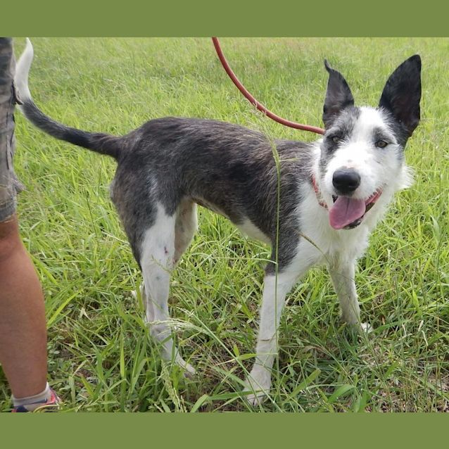 Photo of Ameerah (Adoption Pending)