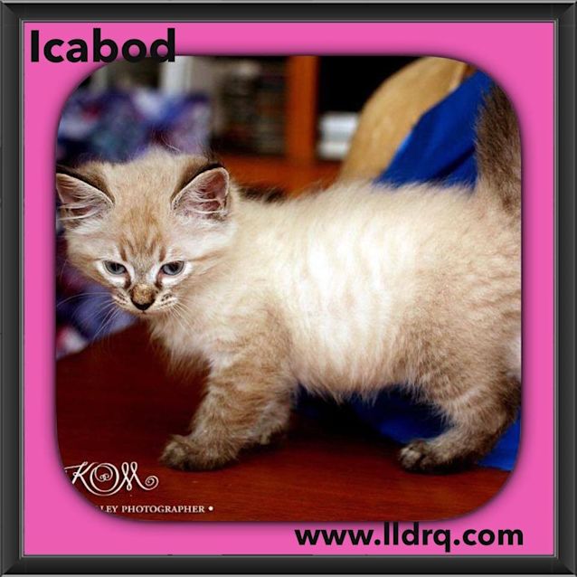 Photo of Icabod