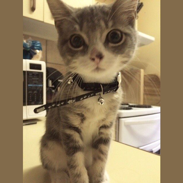 Photo of Smokey