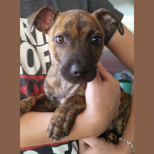 Photo of Tigger