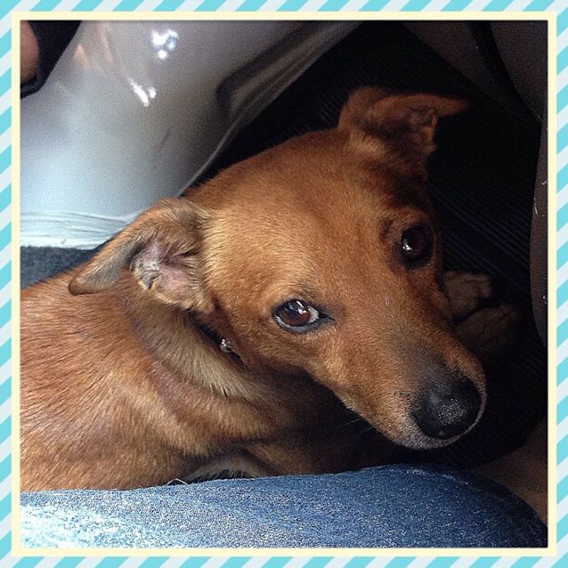 Photo of Toffie ** A Cute Little Man**