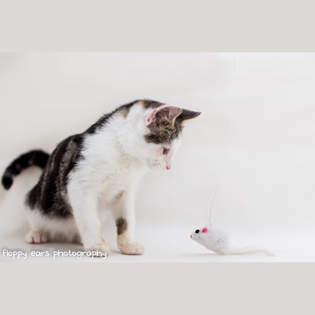 Photo of Banjo   Super Hero Kitten