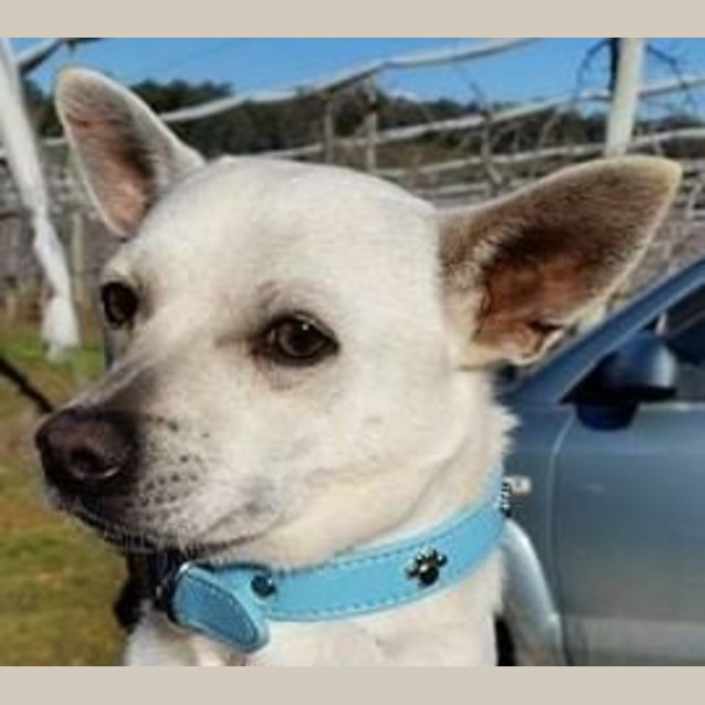 Photo of Oscar