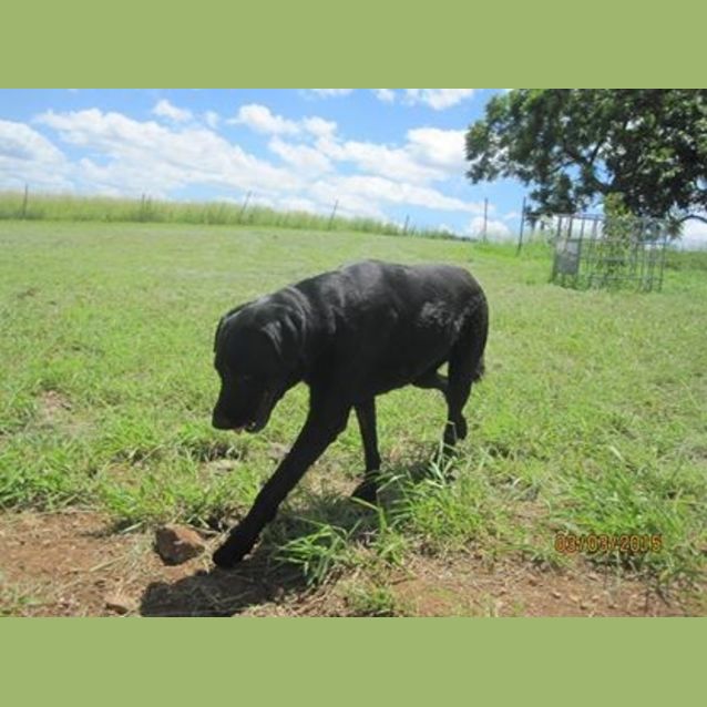 Photo of Suzie (Adoption Pending)