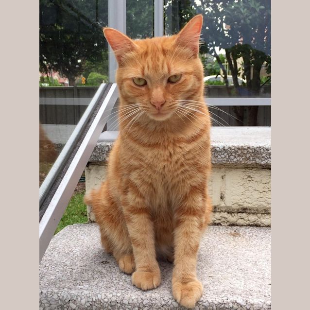 Photo of Peanut