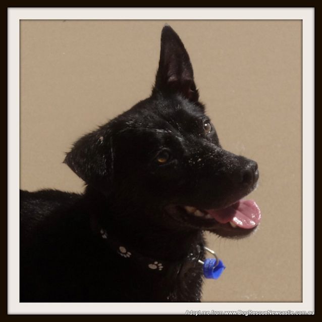 Photo of Angel ~ Kelpie Girl, 5yo ~ On Trial 28/6/15