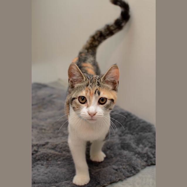 Photo of Tinkerbell