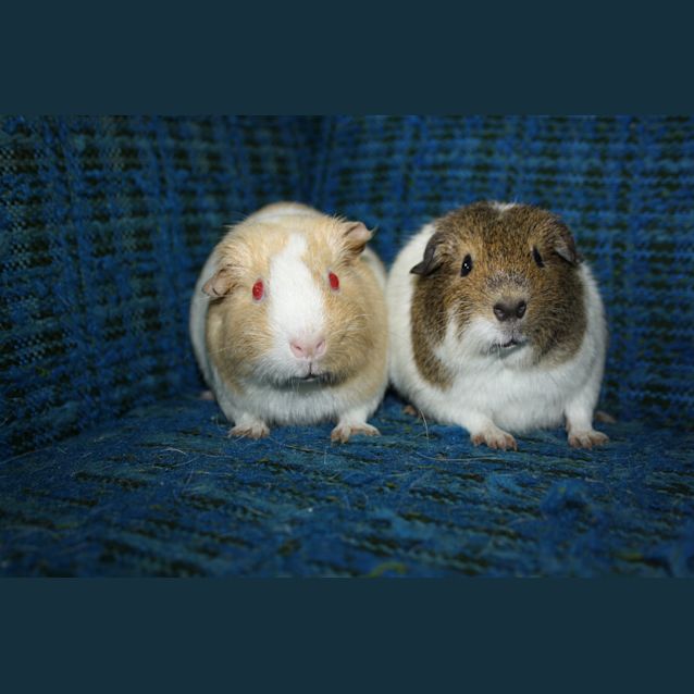 Photo of Custard & Crumble