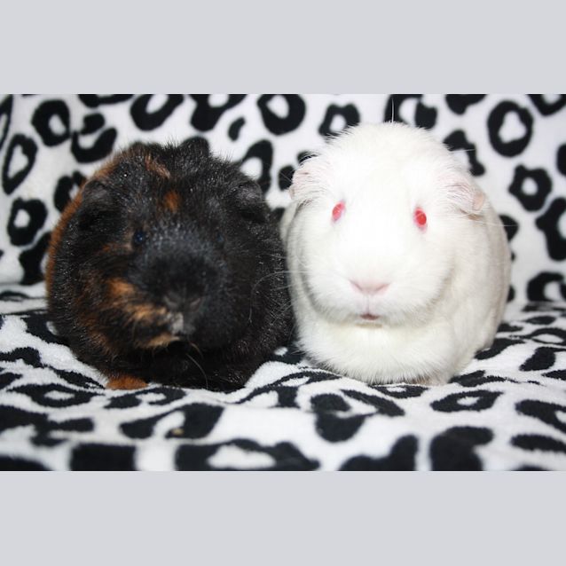 Photo of Sophie & Penny