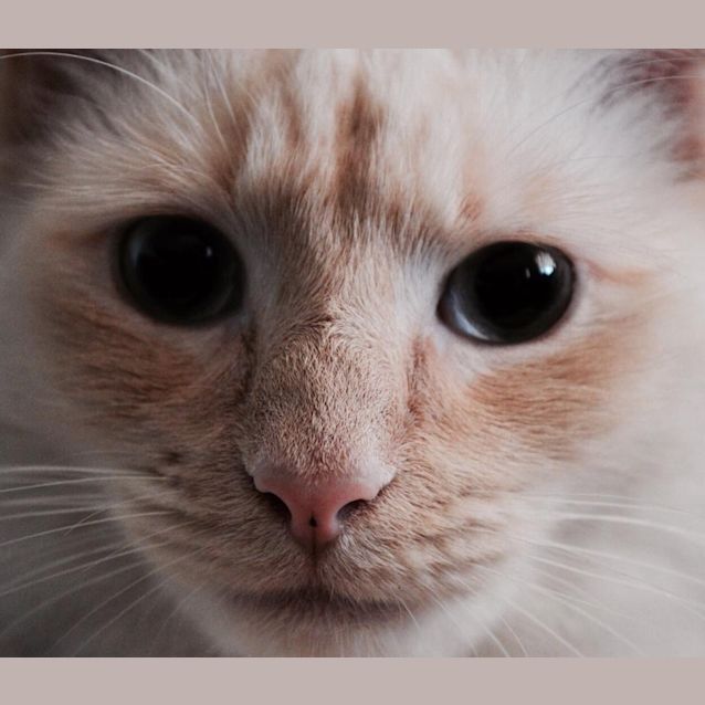 Photo of Gus   Kitten Kapers Rescue