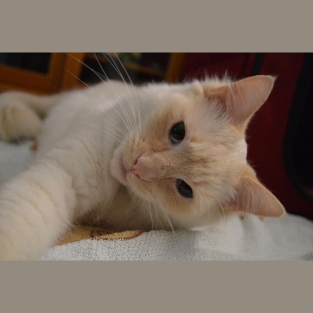 Photo of Gus   Kitten Kapers Rescue