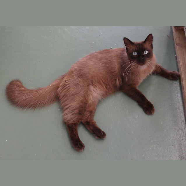 Photo of Cadbury