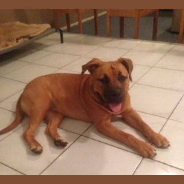 Photo of Missy Adoption Pending