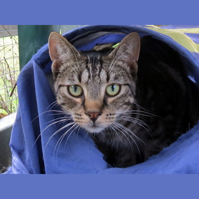 Photo of "Marco" $49   Purrfect Match