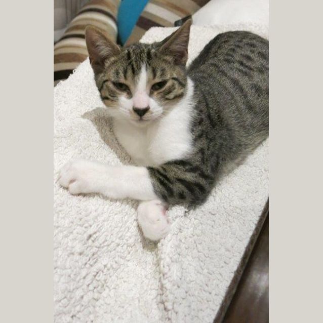 Photo of Goose   Best Wing Man Of All Time