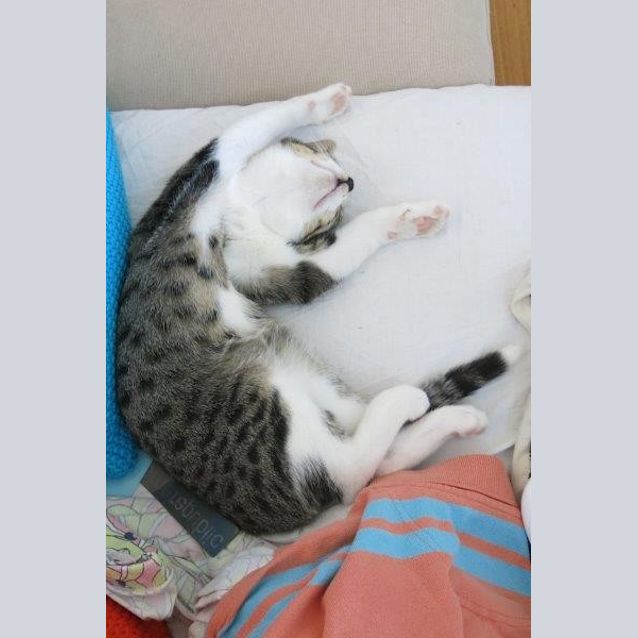 Photo of Goose   Best Wing Man Of All Time