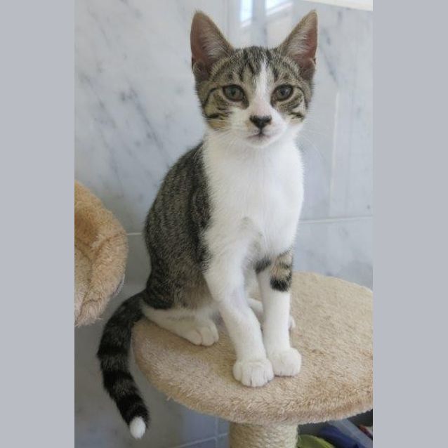 Photo of Goose   Best Wing Man Of All Time