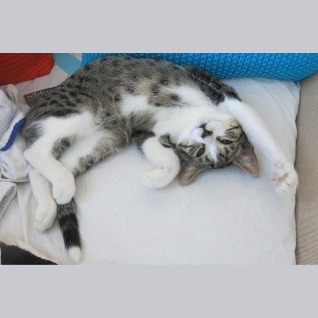 Photo of Goose   Best Wing Man Of All Time