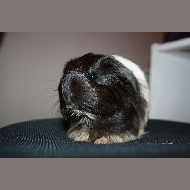 Photo of Matilda (Red Flag) 